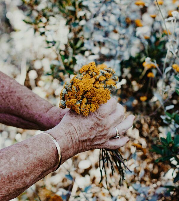 Starsze dłonie zrywające kwiat